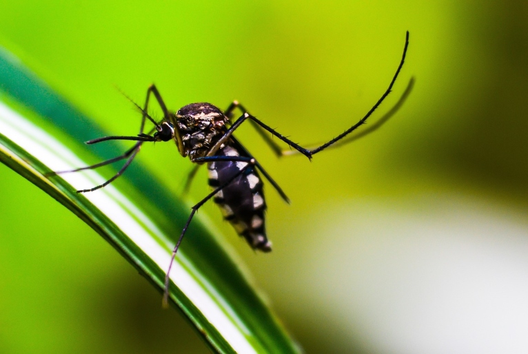 Cidade de São Paulo decreta estado de emergência em saúde por crise de dengue