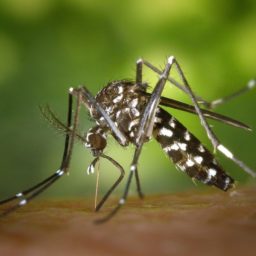 DF, 8 estados e 5 capitais já decretaram emergência em saúde por dengue