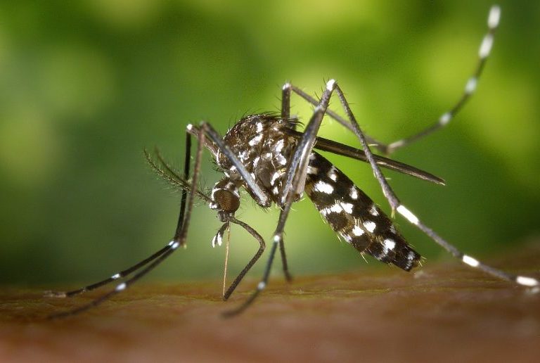 DF, 8 estados e 5 capitais já decretaram emergência em saúde por dengue