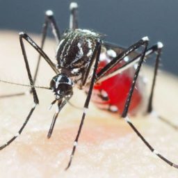 Estado de São Paulo registra média de 3.968 casos de dengue por dia; 146 mortes