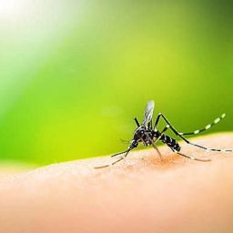 Estado de SP tem 31 mortes por dengue e 139 mil casos confirmados