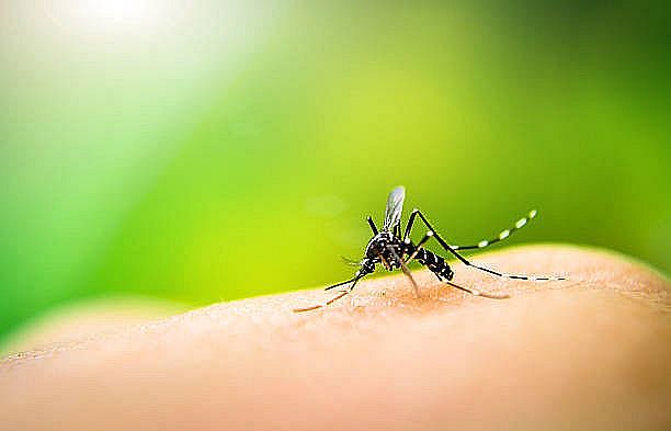 Estado de SP tem 31 mortes por dengue e 139 mil casos confirmados