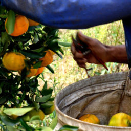 Estoque de suco é o segundo mais baixo em 13 anos; pressão na oferta de laranja