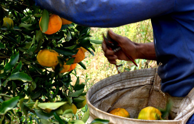 Estoque de suco é o segundo mais baixo em 13 anos; pressão na oferta de laranja