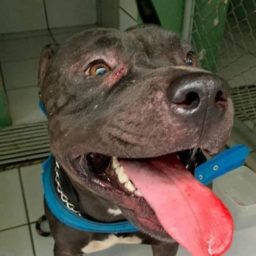 Pitbull ataca cachorro e morde mulher em Garça; ONG faz campanha contra omissão