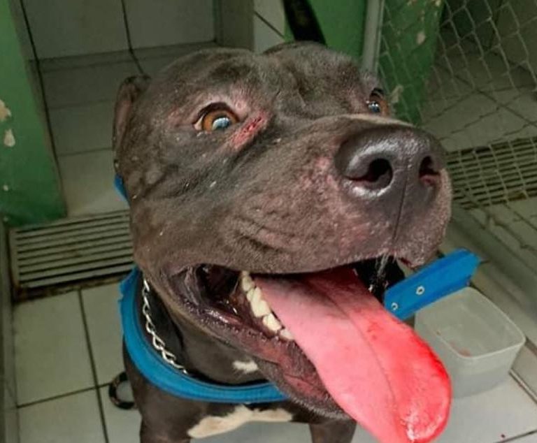 Pitbull ataca cachorro e morde mulher em Garça; ONG faz campanha contra omissão