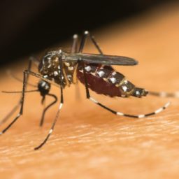 São Paulo chega a 60 mortos por dengue e 196 mil casos confirmados da doença