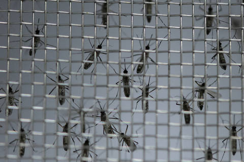 Estado de SP decreta emergência para dengue após 31 mortes