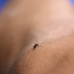 SP deveria decretar emergência por dengue nas próximas semanas, dizem especialistas