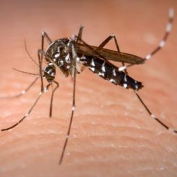 Painel de Monitoramento da Dengue confirma primeira morte do ano em Cafelândia