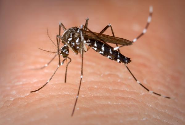 Painel do Governo do Estado confirma primeira morte por dengue em Tarumã
