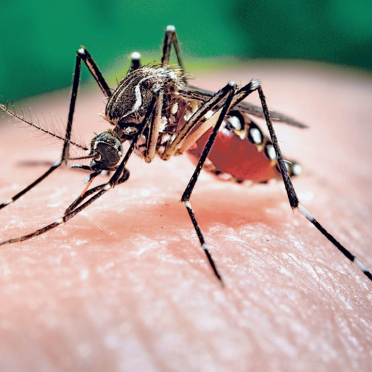 Bauru confirma segunda morte por complicações da dengue neste ano