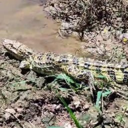 Polícia Ambiental solta jacaré-do-papo-amarelo no Rio Tibiriçá em Marília