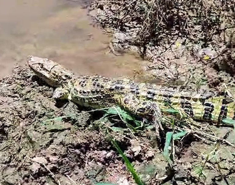 Polícia Ambiental solta jacaré-do-papo-amarelo no Rio Tibiriçá em Marília