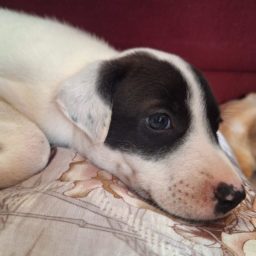 Zoonoses de Tupã faz ‘censo canino’ em busca ativa contra a leishmaniose
