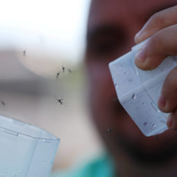 Brasil já registra 1.116 mortes por dengue em 2024, superando o patamar de 2023