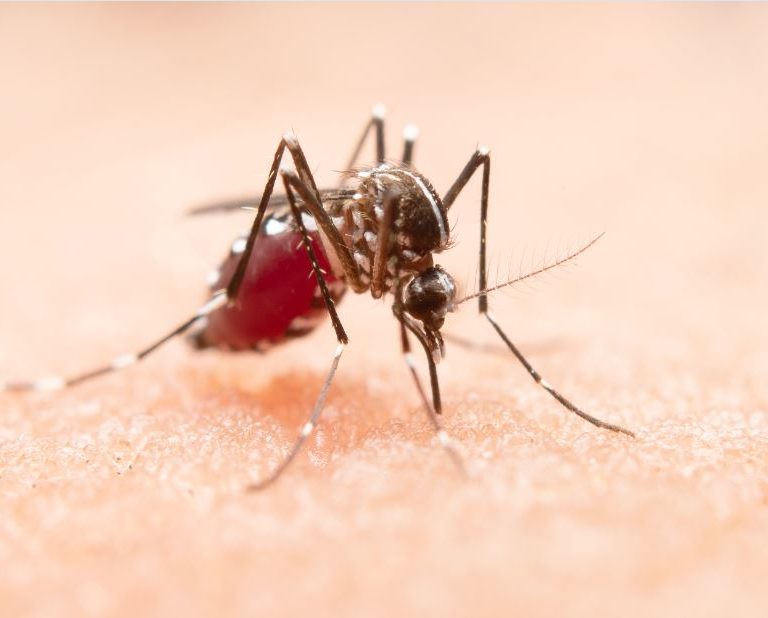 Brasil registra 1.385 mortes por dengue em 2024; número é maior do que em 2023