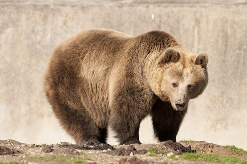 Idosa de 71 anos é mordida por urso após tentar tirar foto com ele na Romênia