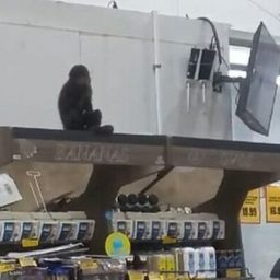 Macaco entra em mercado, bebe cerveja, abre alimentos e é apreendido em SC