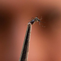 Bauru confirma mais uma morte em decorrência da dengue; sexto registro do ano