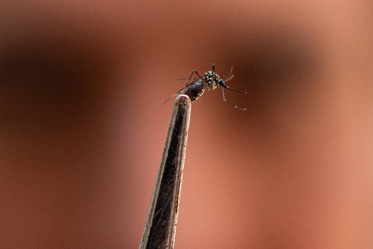 Ministério da Saúde afirma que maioria dos estados vive queda ou estabilidade de dengue