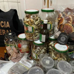 Polícia Federal faz operação contra venda de cogumelos alucinógenos pela internet