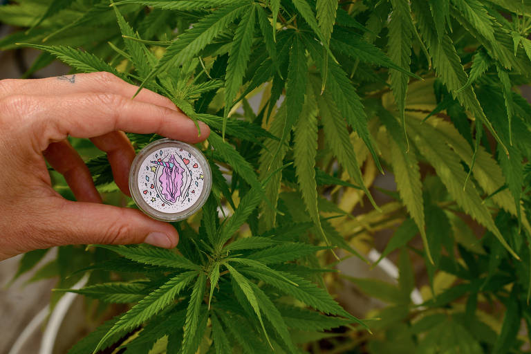 Saiba quais são as formas legais de acesso a Cannabis
