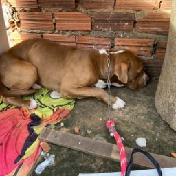 Jovem de 22 anos é preso por maus-tratos e abandono de pitbull em Garça