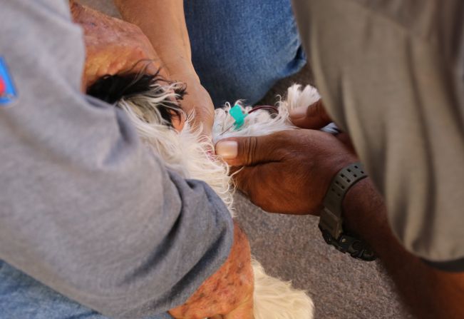 Levantamento de leishmaniose em cães aponta infecção em 36% das amostras