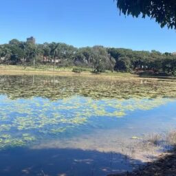 Proliferação de plantas aquáticas ‘ofusca’ Lago J.K. Willians e proximidade de festas preocupa