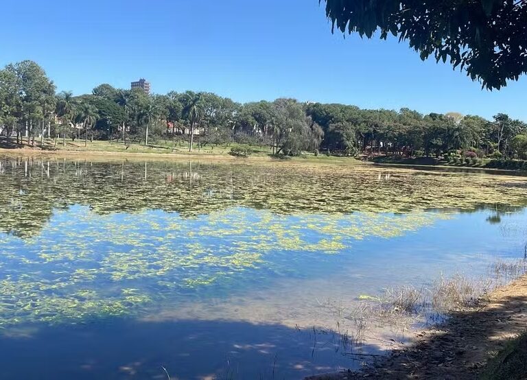 Proliferação de plantas aquáticas ‘ofusca’ Lago J.K. Willians e proximidade de festas preocupa