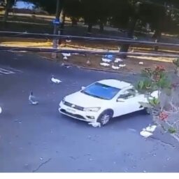 ONG Spaddes denuncia motorista que atropelou ganso em Marília
