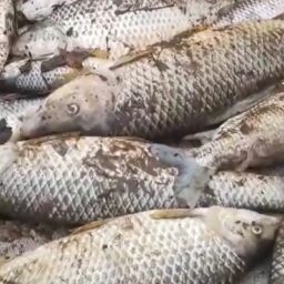 Mortandade de Peixes no Tibiriçá gera multa de R$ 84 mil para usina em Queiroz