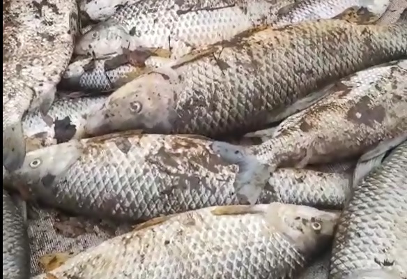 Mortandade de Peixes no Tibiriçá gera multa de R$ 84 mil para usina em Queiroz