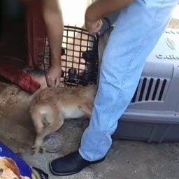 ONG pede investigação contra veterinário de Garça; má conduta foi gravada