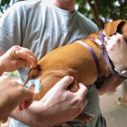 Campanha vai imunizar cães e gatos contra a raiva neste sábado na UBS Planalto