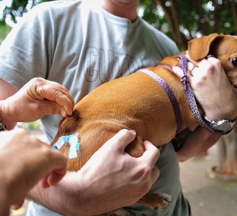 Campanha vai imunizar cães e gatos contra a raiva neste sábado na UBS Planalto