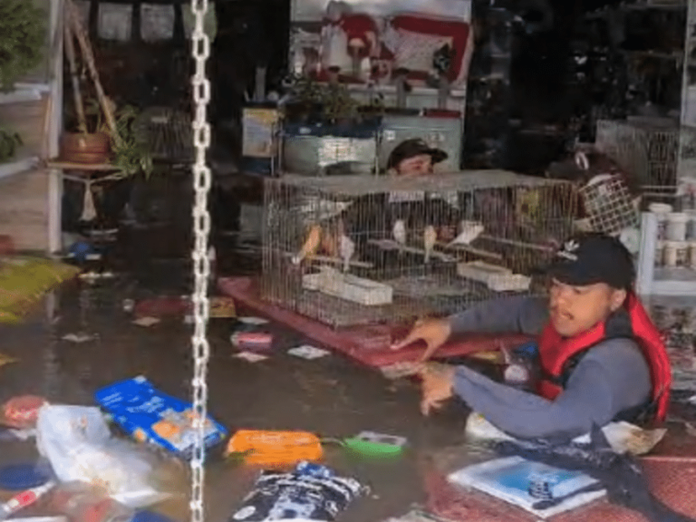 Animais morrem trancados em petshop alagado no Centro de Porto Alegre