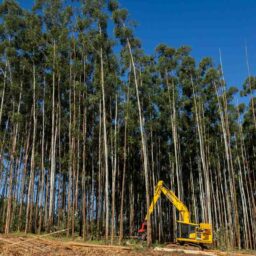 Senai oferece curso gratuito de operador de máquinas florestais em Marília
