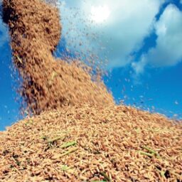 CNA questiona no STF importação de arroz autorizada pelo governo federal