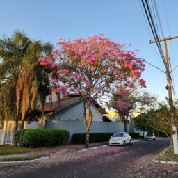 Beleza da florada dos ipês colore paisagem urbana e encanta marilienses