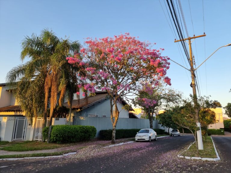 Beleza da florada dos ipês colore paisagem urbana e encanta marilienses