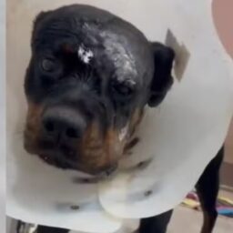 Rottweiler atacado por onça-parda na região passa por cirurgia de reconstrução facial
