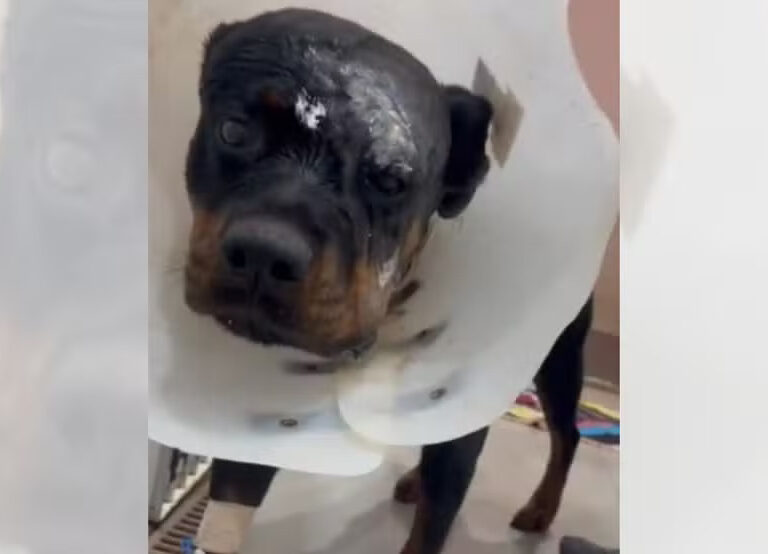 Rottweiler atacado por onça-parda na região passa por cirurgia de reconstrução facial