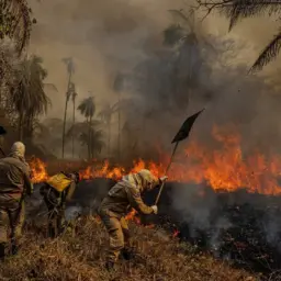 Área queimada no pantanal em 2024 já é 54% maior do que em ano de destruição recorde