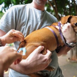 Garça abre pré-cadastro para agendamento da vacinação de cães e gatos