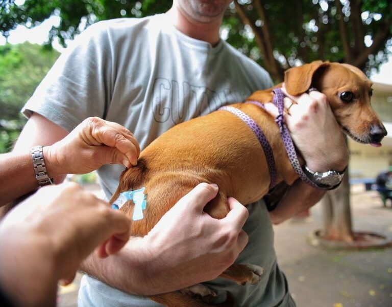 Garça abre pré-cadastro para agendamento da vacinação de cães e gatos