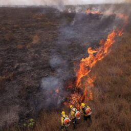 Após três temporadas de queimadas devastadoras no pantanal, Senado aprova projeto de manejo do fogo