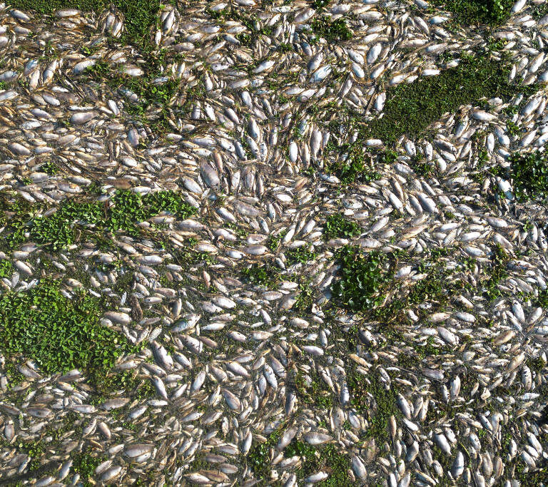 Usina é multada em R$ 18 milhões por morte de peixes em rio de Piracicaba (SP)
