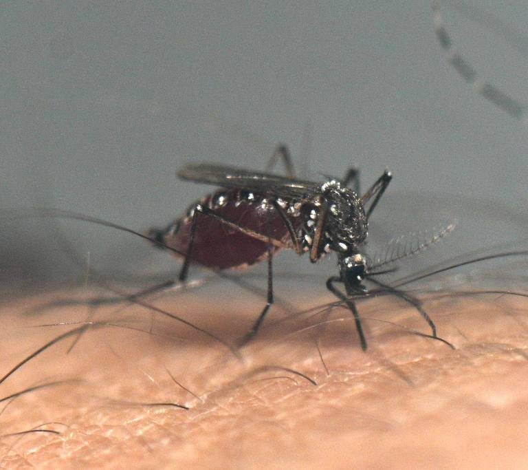 Brasil ultrapassa 5 mil mortes por dengue